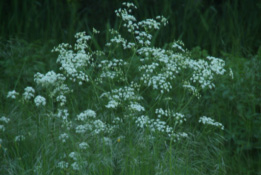 Anthriscus sylvestrisFluitekruid bestellen